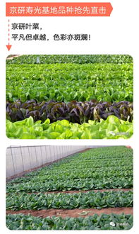 京研寿光开门迎客，携手你我大展宏图——京研益农引领种业科技新篇章