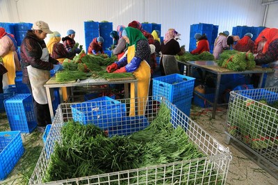 乡村妇女的致富路 镇办企业韭菜加工带动增收